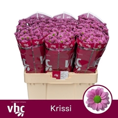 Chrysanth Santini Krissi 55cm 40gr.