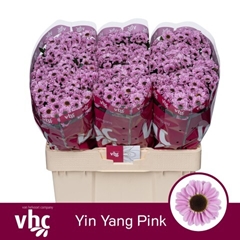 Chrysanth Santini Yin Yang Pink 55cm 46gr.