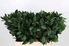 Ruscus Hypophyllum 60cm