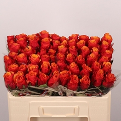 Rosa España@ 50cm
