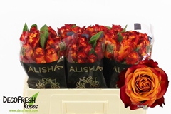 Rosa Atomic 50cm