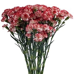 Dianthus Spray Minuetto 65cm