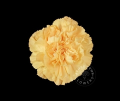 Dianthus Single Crimea 65cm