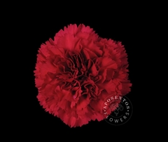 Dianthus Single Don Pedro 65cm