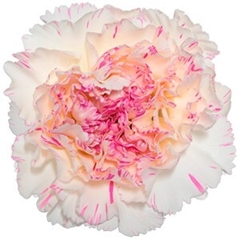 Dianthus Single Yukari Cherry 70cm