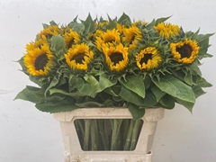 Helianthus Sunrich Orange 80cm