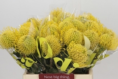 Leucospermum High Gold 40cm