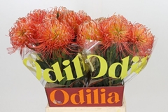 Leucospermum Blanche 50cm