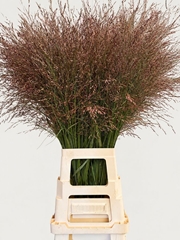 Panicum Warrior 90cm