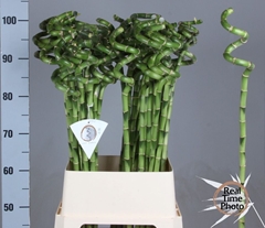 Dracaena Lucky Bamboo 100cm