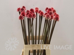 Inirida Winter 65cm