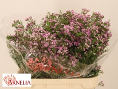 Chamelaucium Pirouette 80cm 80gr.