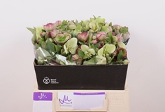 Helleborus Mammoth Mix 40cm
