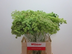 Ammi Visnaga Green Mist 60cm