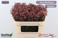 Limonium Sinense Sensy Pink Beauty 70cm 20gr.