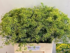 Anethum Graveolens 60cm