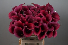 Zantedeschia Captain Promise 70cm