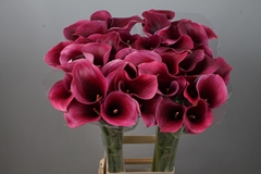 Zantedeschia Captain Promise 90cm