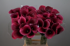 Zantedeschia Captain Promise 80cm