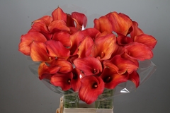 Zantedeschia Captain Trinity 80cm