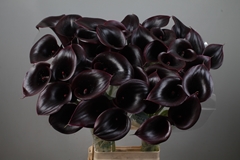 Zantedeschia Cantor 90cm
