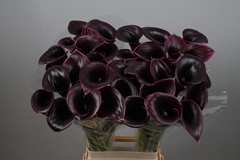 Zantedeschia Cantor 80cm