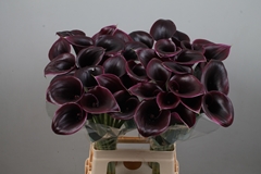 Zantedeschia Cantor 70cm