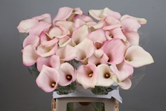 Zantedeschia Candyfloss 70cm