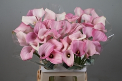 Zantedeschia Candyfloss 65cm