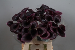 Zantedeschia Cantor 60cm
