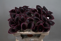 Zantedeschia Cantor 50cm