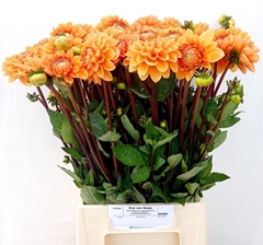 Dahlia Sylvia 60cm