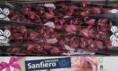 Cymbidium Red Dream 80cm