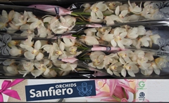 Cymbidium Antonella 80cm