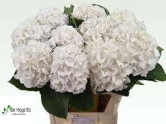 Hydrangea White Verena 80cm 20-22cm Hd