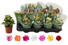 Kalanchoe Double Rosaline Mix 7Ø 15cm