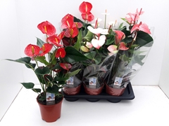 Anthurium Mix 4 Colours 17Ø 60cm