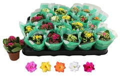Kalanchoe Double Rosaline Mix 6Ø 12cm