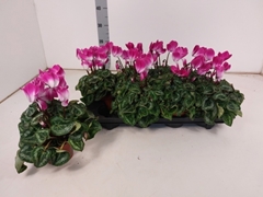 Cyclamen Super Serie Fusion Midi 10Ø 20cm