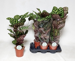 Calathea Makoyana 17Ø 60cm