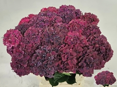 Hydrangea Dark Ruby 60cm 10-12cm Hd