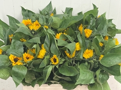 Helianthus Sunrich Orange 65cm 5cm Hd