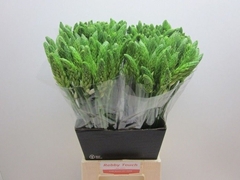 Ornithogalum Thyrsoides 60cm