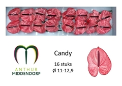 Anthurium Candy 11cm Hd