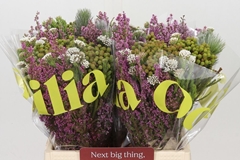Brunia Cape Mix Green Mountain Bouquet 40cm