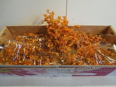 Celastrus 40cm