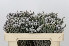 Brunia Laevis 50cm