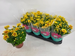 Chrysanth Rainbow Lake Worth 14Ø 31cm