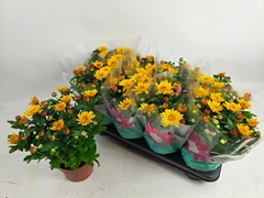 Chrysanth Splash Yellow 14Ø 29cm