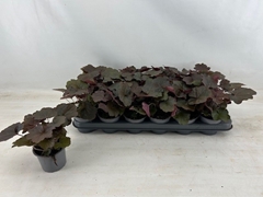 Heuchera Palace Purple 9Ø 25cm